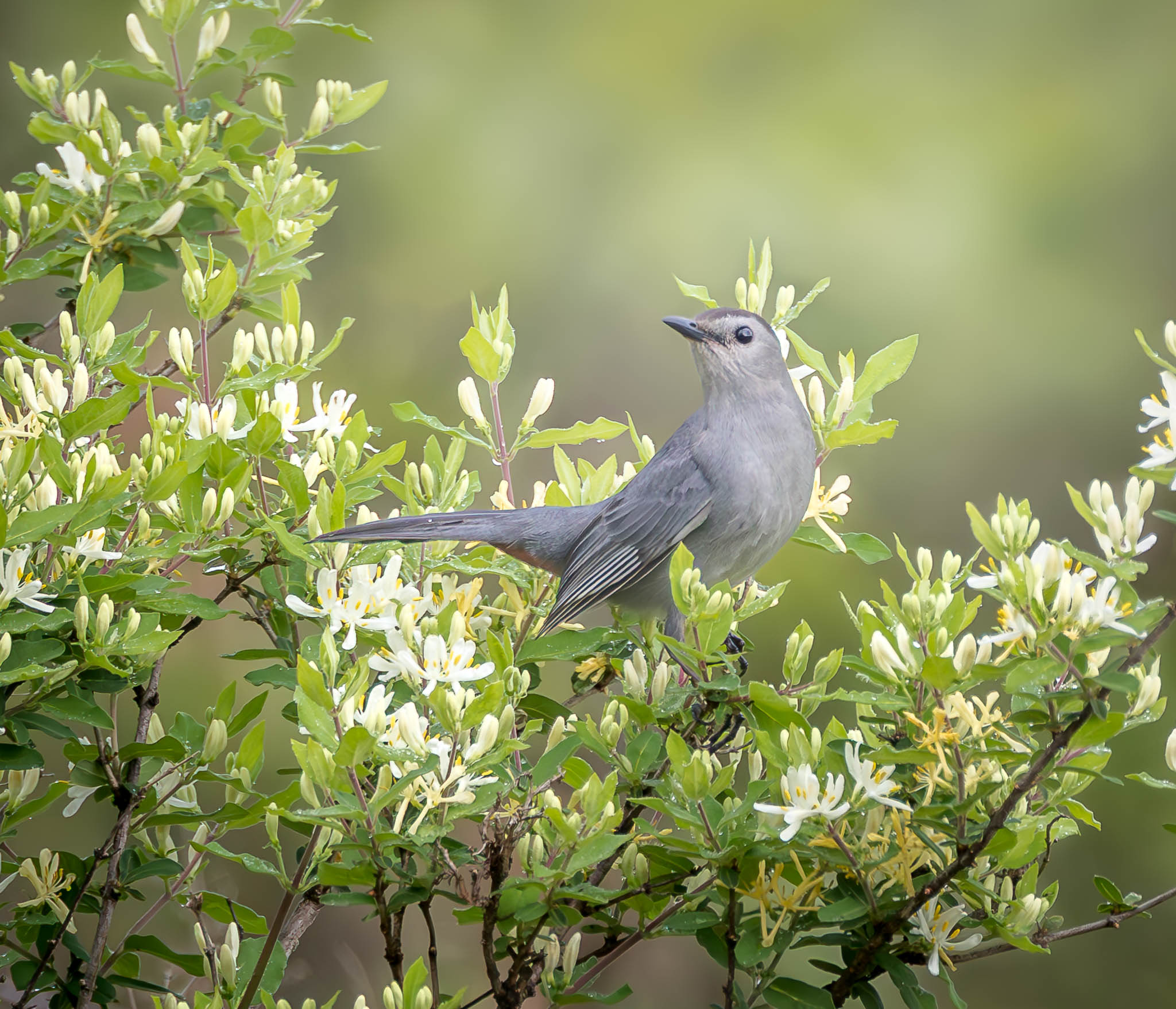 Gray Catbird